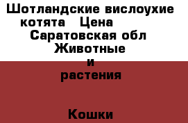 Шотландские вислоухие котята › Цена ­ 3 000 - Саратовская обл. Животные и растения » Кошки   